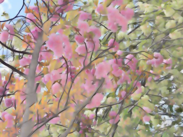 桜の花（２）の写真画像2